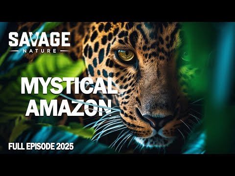 WILD AMAZON | An Adventure Through the Imposing Jungle | Animal Documentary