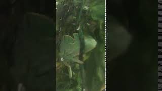 Veiled Chameleon Reptiles Videos