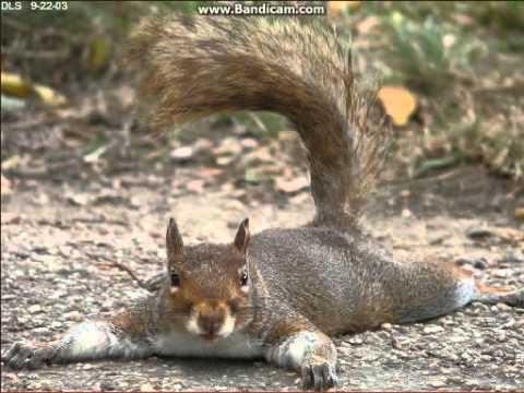The Squirrel Song