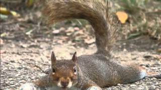 The Squirrel Song