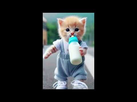 Cat singing Nusrat Fateh Ali khan sad song