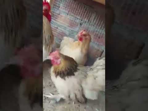 , title : 'Pekin / Bantam Chicken Breed beautiful ❤️ #bantam #chicken #parinda #pigeon #shorts #trending #viral'