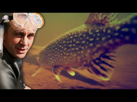 PLONGÉE AVEC LES DENTS DU LAC - Cyril Chauquet