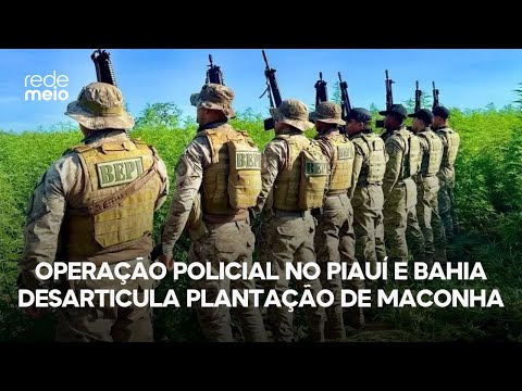 Operação policial no Piauí e Bahia desarticula plantação de maconha e prende quatro suspeitos