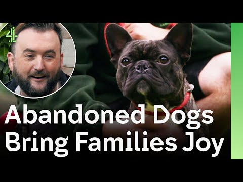 Abandoned Pups Get Second Chances With Families Full of Love | The Dog House 🐶
