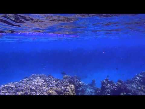 НОВАЯ ЖИЗНЬ