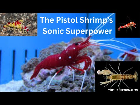 Pistol Shrimp’s Sonic Superpower I Loudest animal on the planet I You tube