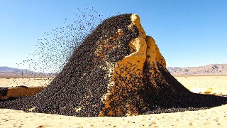 Ninguém acreditava que essas formigas fossem mortais... até que isso foi registrado em vídeo.