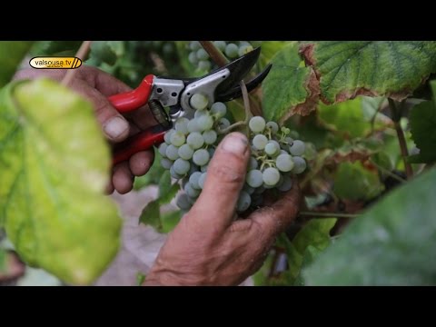 De bago em bago. A tradição está de volta à Aveleda