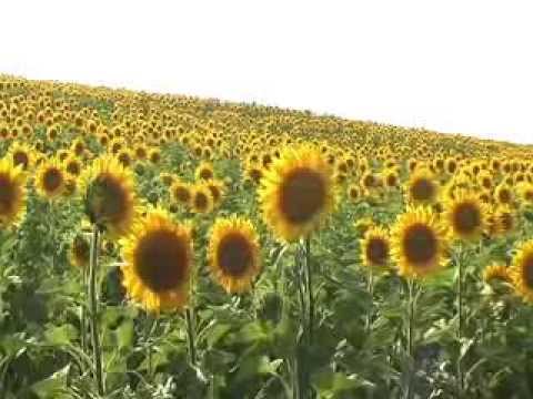 Scurt circuit ep 9 Maciseni