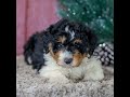 Mini Aussiedoodle dogs for sale: Sam - Video 1