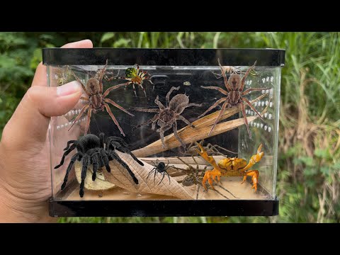 Hunting Javanese Tarantula !