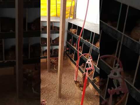 Embrapa 051 em processo de POSTURA   sistema caipira AVES POEDEIRAS