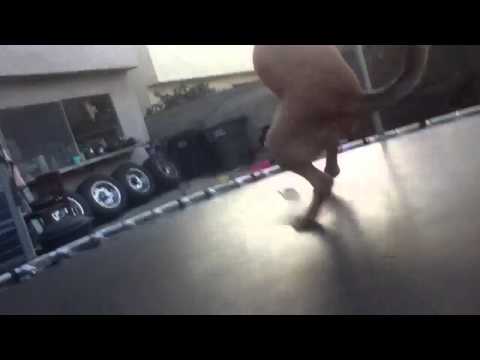 "Kris Kross Dog" A DogStep Production