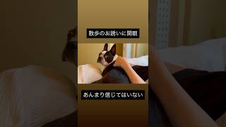 お散歩のお誘いに開眼していた犬 #ボストンテリア