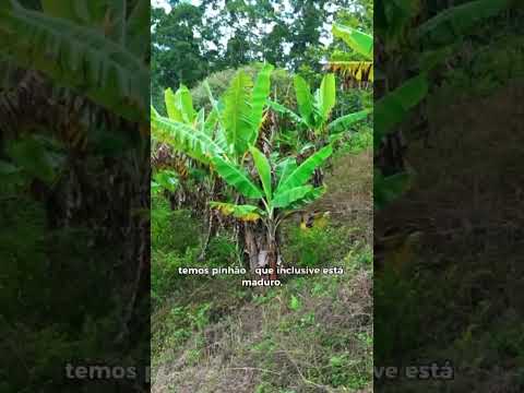 Sítio Itati/RS VENDA