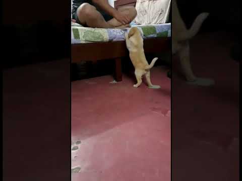 Offf daily Lil pup s doing one new activity every day #labradorretriever #petsofinstagram #petlove