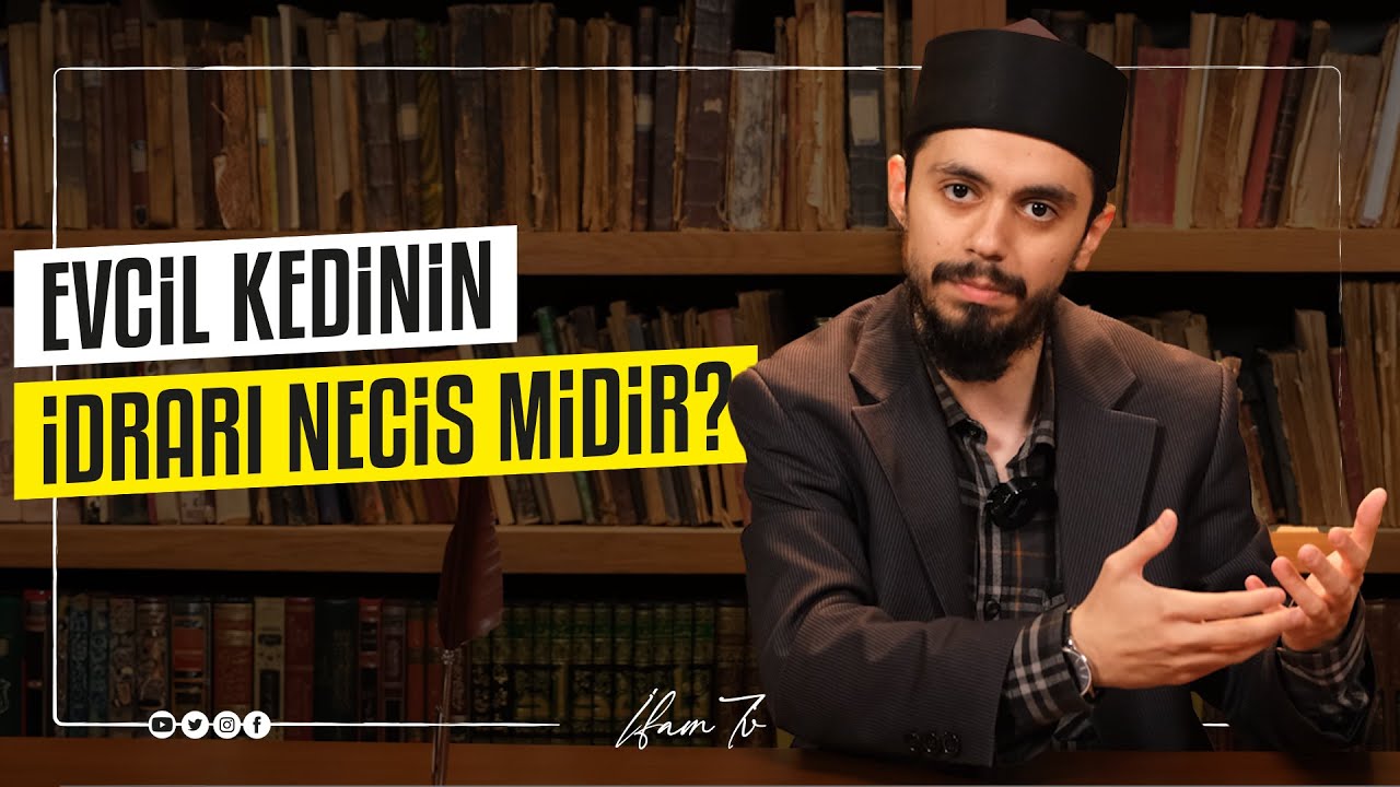 Evcil Kedinin İdrarı Necis midir?