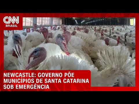 Governo de SC decreta emergência em quatro estados de SC por Newcastle | LIVE CNN