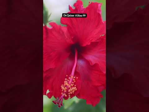 china rose benefits//hibiscus flower benefits #youtubeshorts