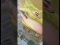 Incredible Gassy