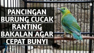Download lagu Pancingan burung cucak ranting yang malas bunyi atau cucak ranting bakalan agar cepat bunyi mp3