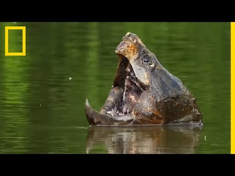 La tortue alligator, terreur des étangs nord américains !