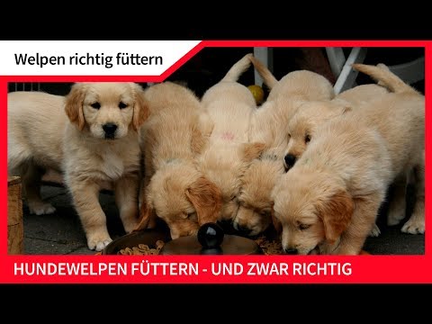 , title : 'WELPEN RICHTIG FÜTTERN ► Hundewelpen füttern und das richtig'