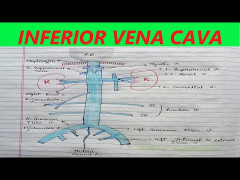 INFERIOR VENA CAVA INCLUDING FREE ONLINE TEST | IVC TRIBUTARIES, COURSE & RELATIONS