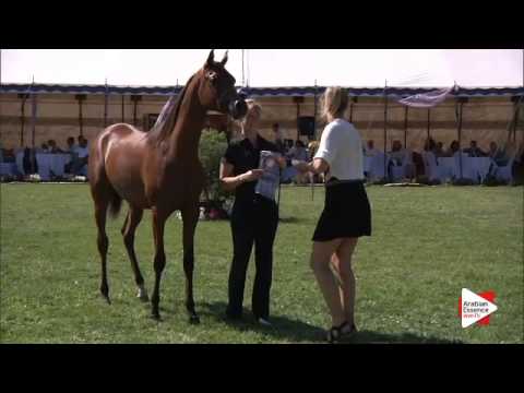 2nd Place N.32 AJA ALISANDRO - Ströhen 2015 C-Show - Junior Colts Championship (Class 16)