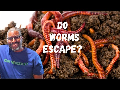 Do I NEED To Use A Lid On A Worm Bin For Composting