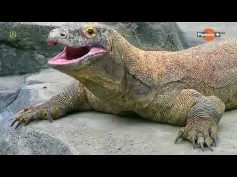 Bóg vs Nauka    Ewolucja odcinek 2 Dokument Lektor PL