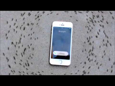 Xiça Penico TV - iPhone faz formigas andarem em círculo em vídeo que já é viral