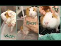 How To Bathe A Guinea Pig
