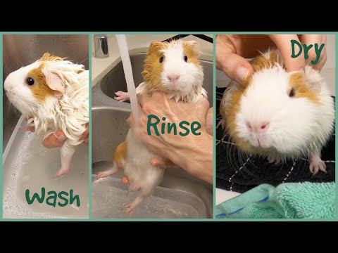 How to bathe a guinea pig