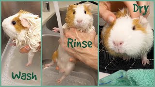 How to bathe a guinea pig