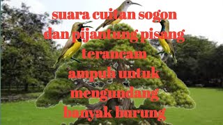 Download lagu suara cuitan sogon dan pijantung pisang terancam ampuh untuk mengundang banyak burung mp3