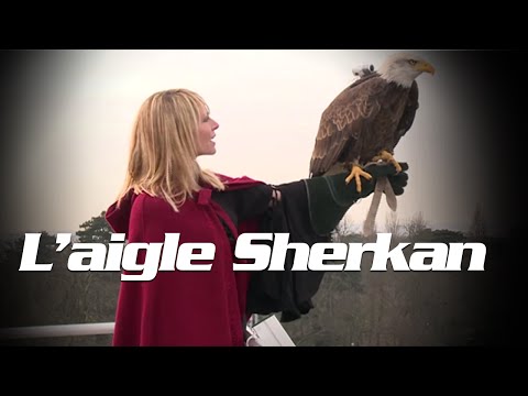 Le Prix d’Amérique Opodo 2015 depuis les airs avec l'aigle Sherkan