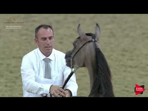 N.80 SHAHEEN AL JASSASIYA - 2019 Qatar Nat. Peninsula show - Yearling Colts (Class 4A).mp4