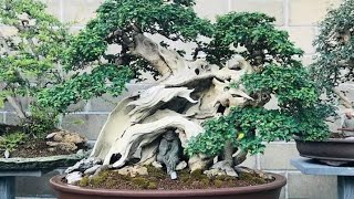 Download lagu koleksi istana bonsai Bali from agung Tresna pc@Agung_tresna_pc @Bonsaimadeinbali mp3