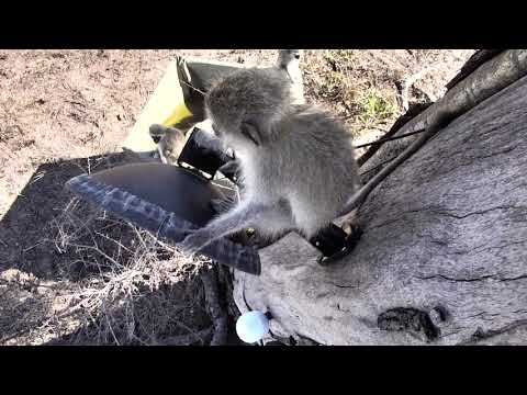 Djuma: Vervet Monkeys around cam tree - 15:23- 11/08/18