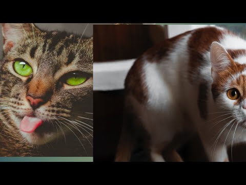 so cute cat and funny cats!                      khusorat bily.