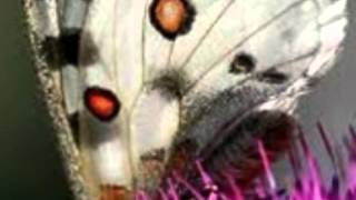 Maravilla  Joan Manuel Serrat