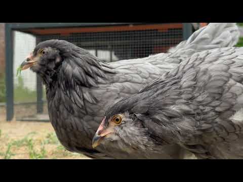 Our Silked Easter eggers and blue Favaucanas Chickens up close