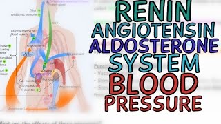 Renin-Angiotensin-Aldosterone System (RAAS) and Blood Pressure