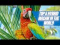 Top 5 HYBRID MACAW IN THE WORLD