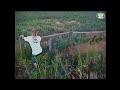 Chasing Cattle Ext Wide Vers From 2002 Film Control The Airspace