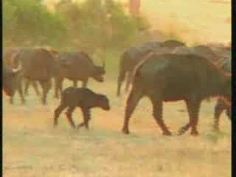 Large Breeding Herd of Buffalo Pt.2   07-16-08  5:02 pm CAT