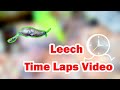 Leech Time Lapse Video