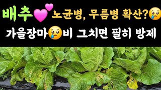 배추????  노균병, 무름병 가을장마로 확산할듯? 비 그치면 필히 방제하세요